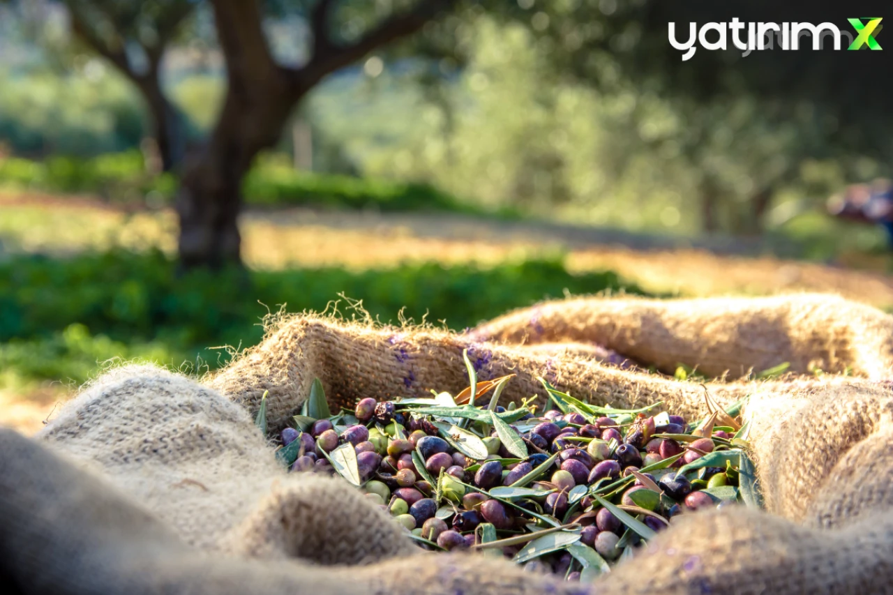 Türkiye'nin zeytin üretimi 2024'te rekora ulaştı