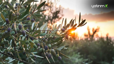 Türkiye'de Zeytin Ağaçları Stres Altında: Zeytinyağı Verimi ve Kalitesi Düşüşte