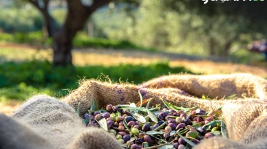 Türkiye'nin zeytin üretimi 2024'te rekora ulaştı