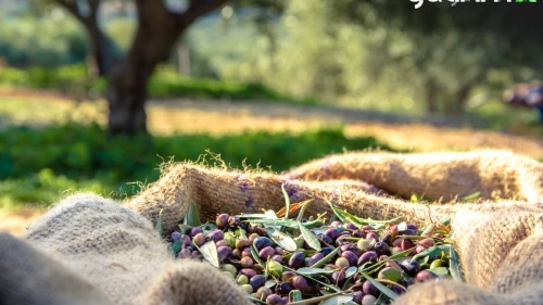 Türkiye'nin zeytin üretimi 2024'te rekora ulaştı